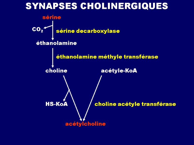 SYNAPSES CHOLINERGIQUES sérine sérine decarboxylase СО2 éthanolamine éthanolamine méthyle transférase choline acétyle-КоА НS-КоА choline